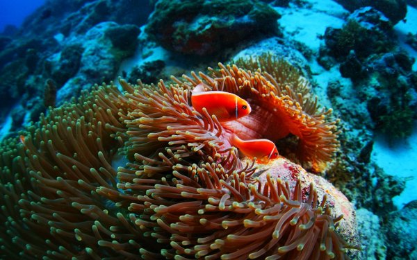 Актинии Барьерный риф
