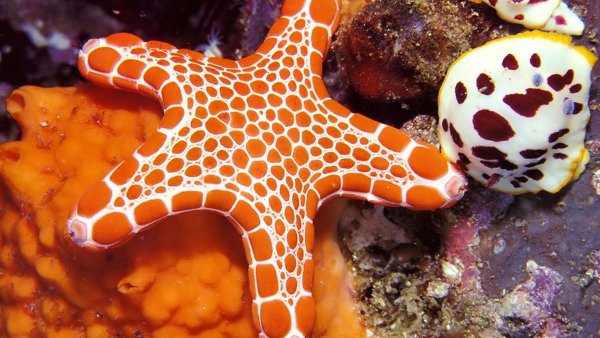 Солястер морская звезда