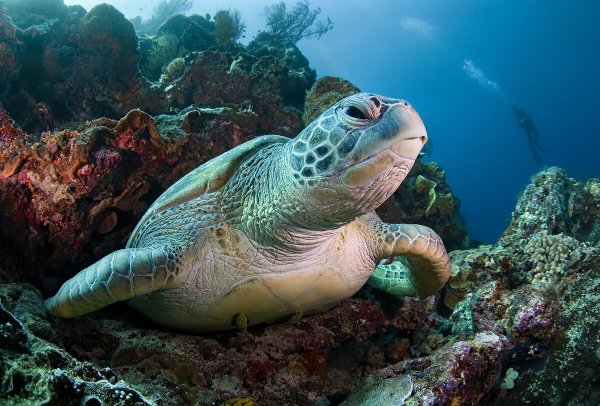 Дальневосточный морской заповедник животные черепаха