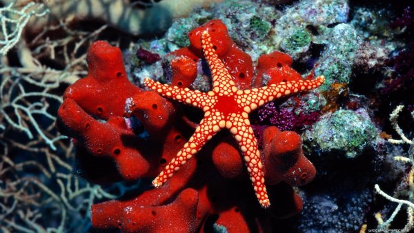 Морская звезда / Starfish (2018)