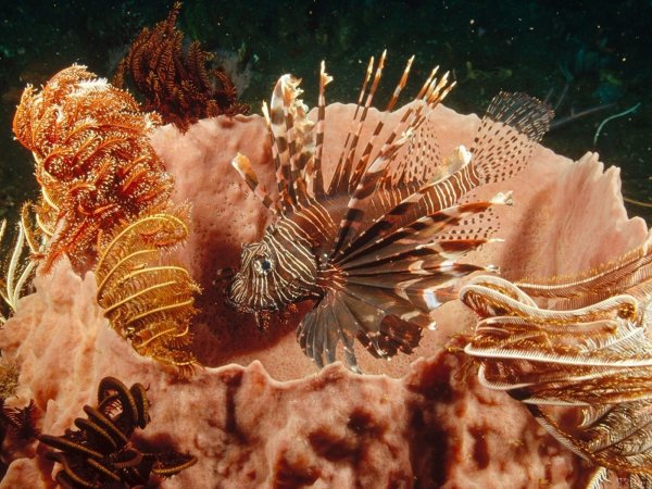 Обитатели подводного мира