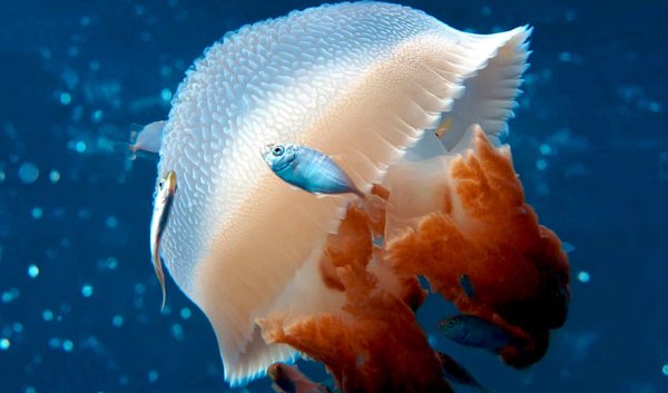 Рыбы живущие в океане