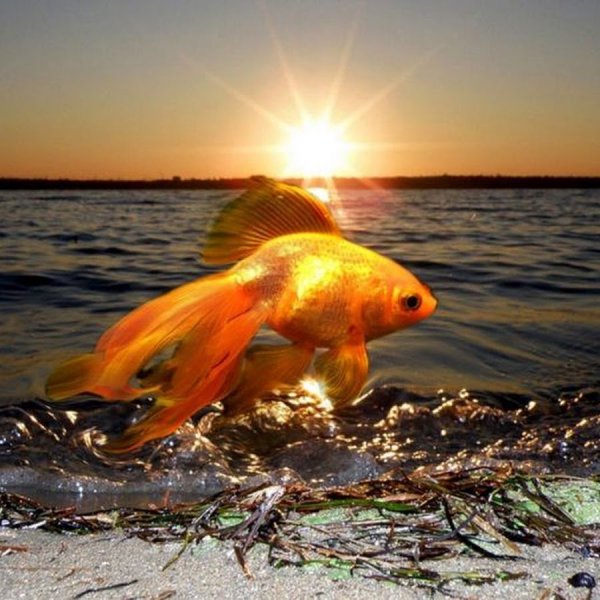 Золотая рыбка в океане