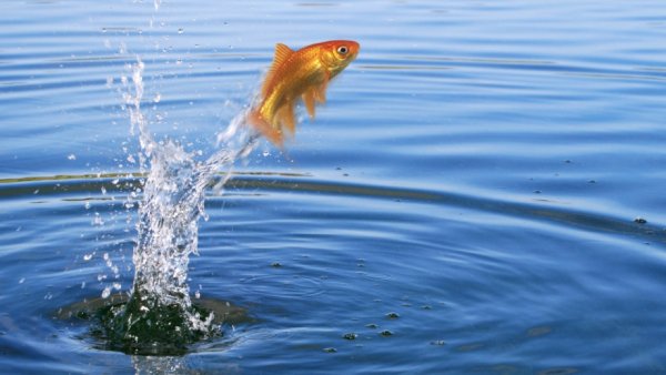 Рыбка выпрыгивает из воды