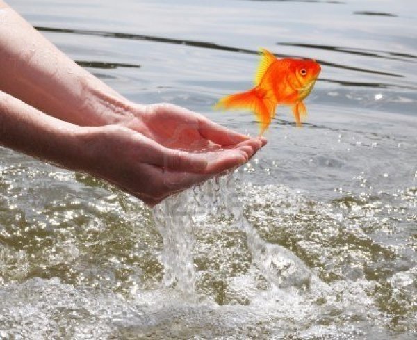 Красивые золотые рыбки в море