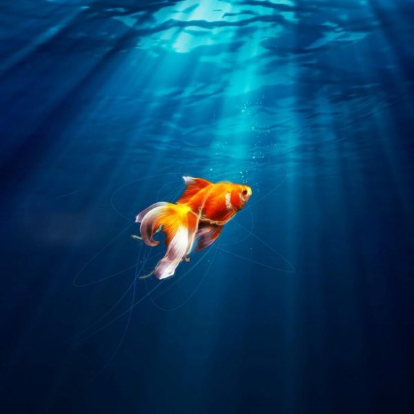 Золотая рыбка сказка Пушкина