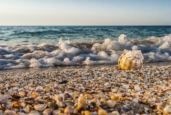Ракушки на берегу моря