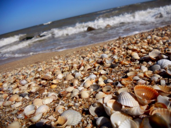 Ракушечный пляж Витязево