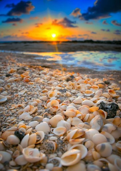 Ракушечный пляж в Геленджике