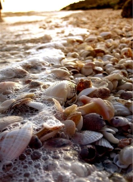 Ракушечный пляж в Крыму