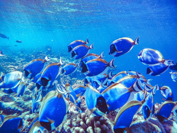 Риф красного моря высокое разрешение