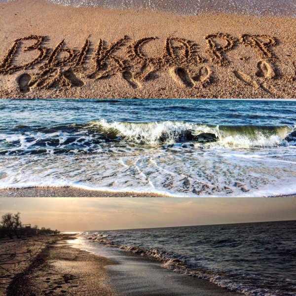 Котик на море