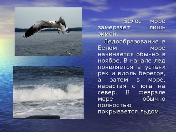 Белое море доклад