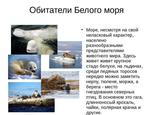 Белое море доклад