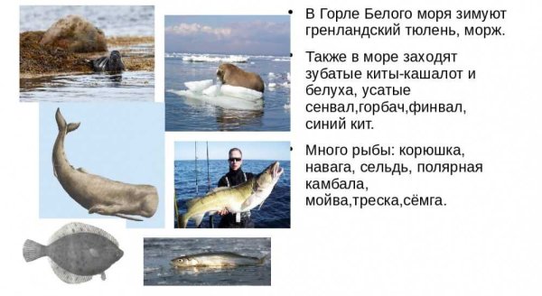 Белое море доклад