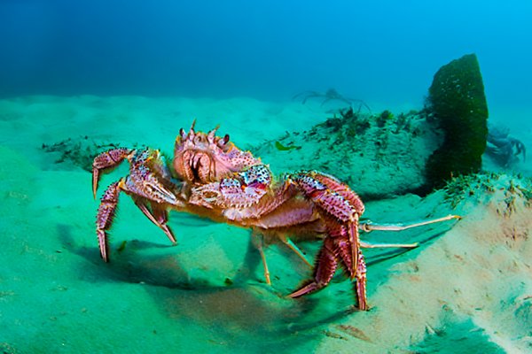 Крабик на морском дне