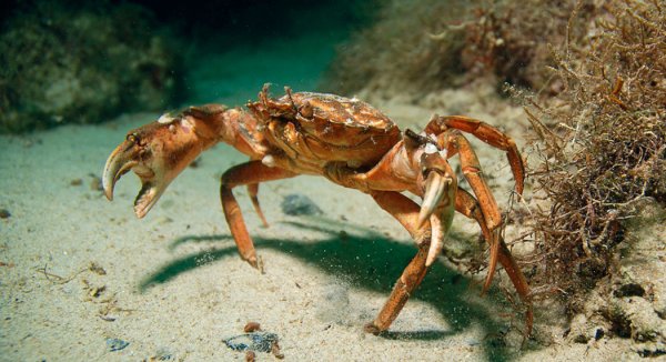 Краб в воде