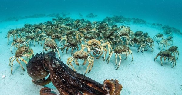 Крабы индийского океана