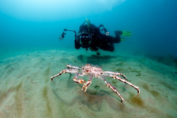 Краб паук Марианская впадина