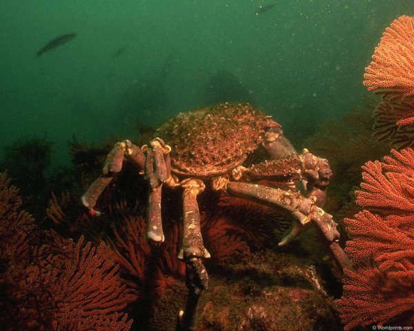 Морское дно краб