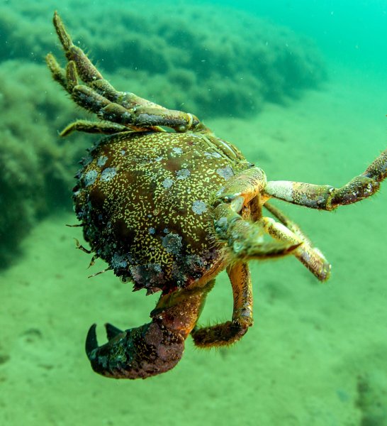 Черноморский каменный краб