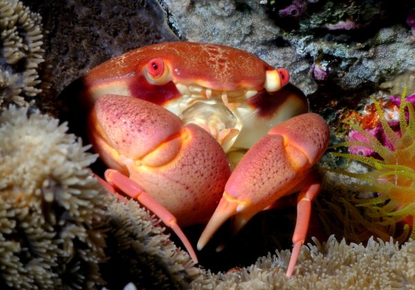 Краб коралловый красный Trapezia lutea