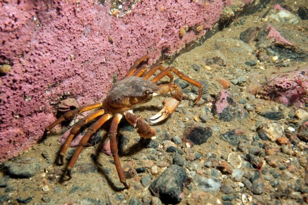 Тенерифе Крабы