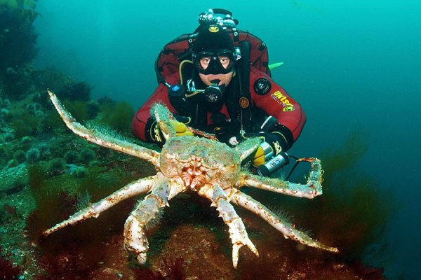 Камчатский краб в Баренцевом море