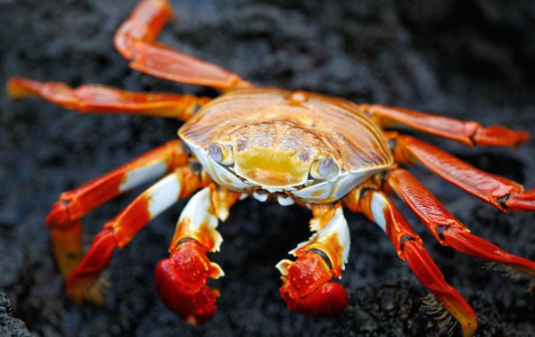 Морской краб