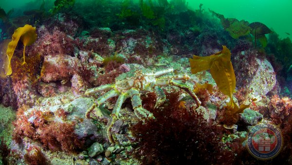 Флора Баренцева моря