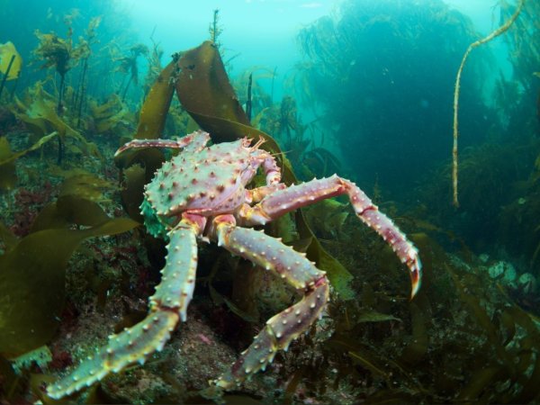Дальневосточный морской заповедник Камчатский краб