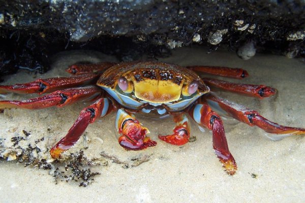 Краб Матано пурпурный