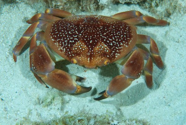 Морской краб