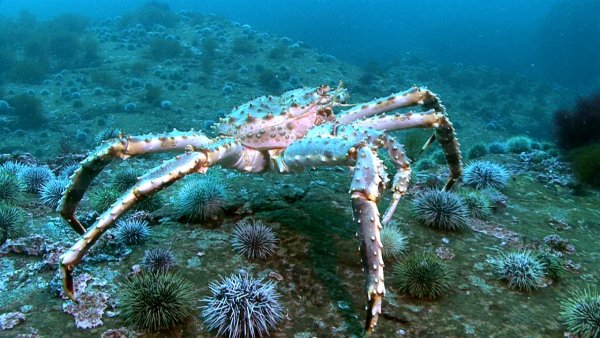 Крабы в Баренцевом море