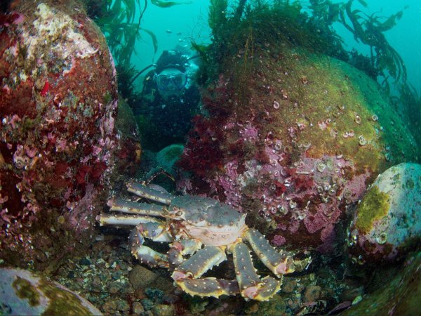 Камчатский краб в Баренцевом море