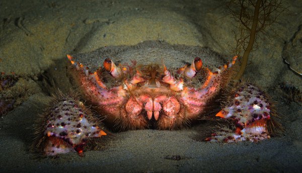 Дно японского моря