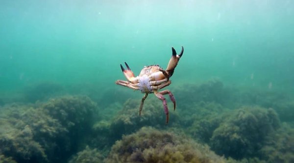 Подводные обитатели Крыма