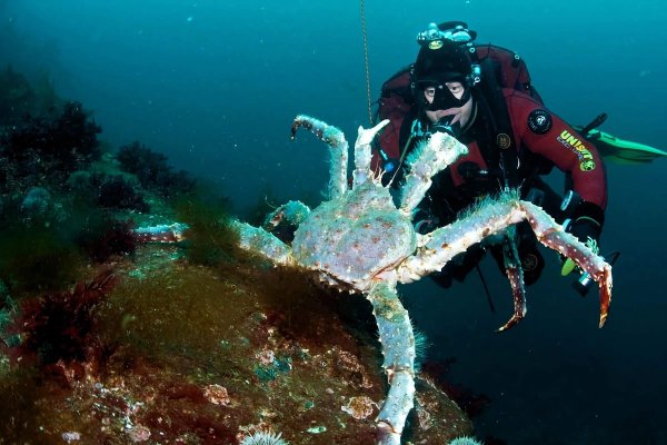 Дайвинг в Баренцевом море