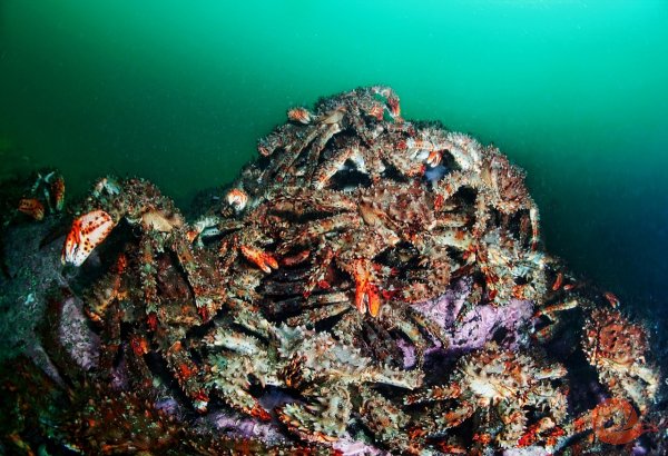 Краб Дальневосточный Камчатский