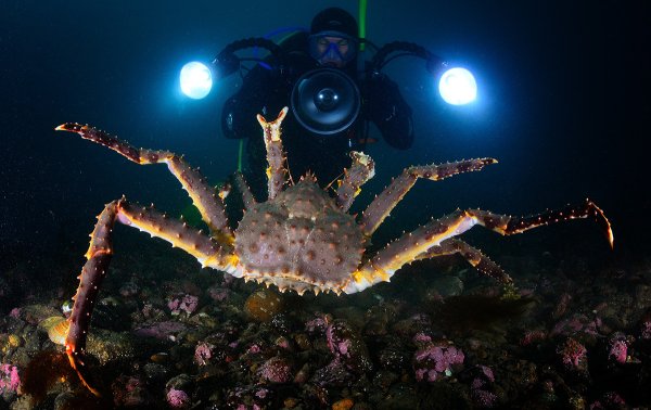 Краб на дне