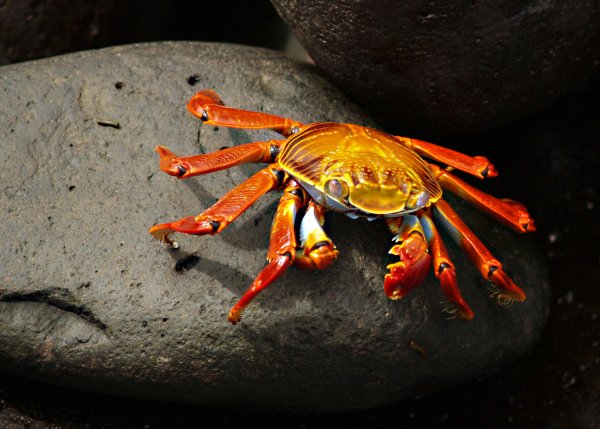 Камчатский краб гигант