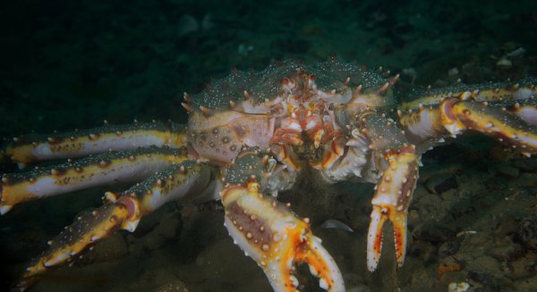 Беспозвоночные ракообразные креветка