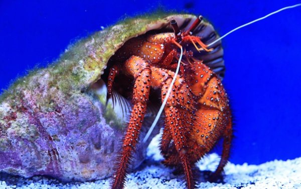 Крабы индийского океана