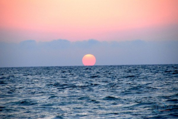 Каспийское море фауна Каспийского моря