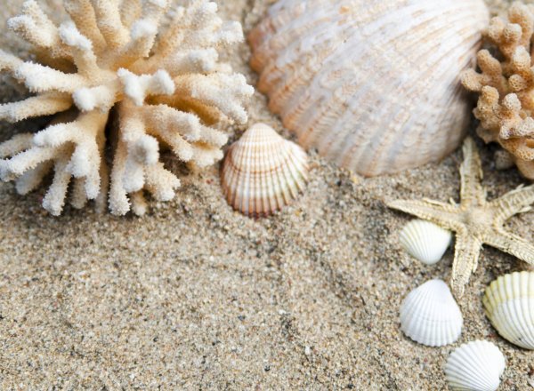 Белая Ракушка