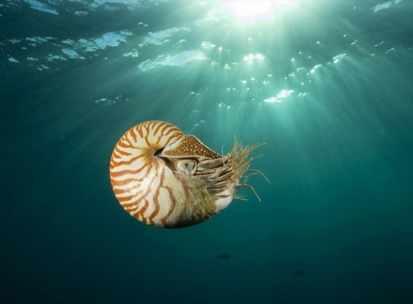 Наутилус Помпилиус моллюск