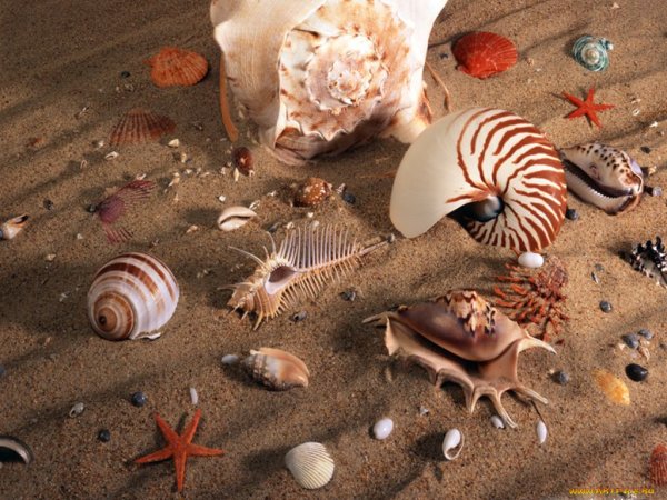 Подводные ракушки
