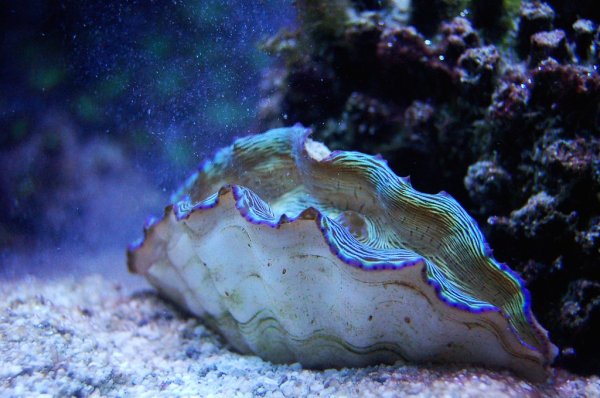 Морская раковина тридакна