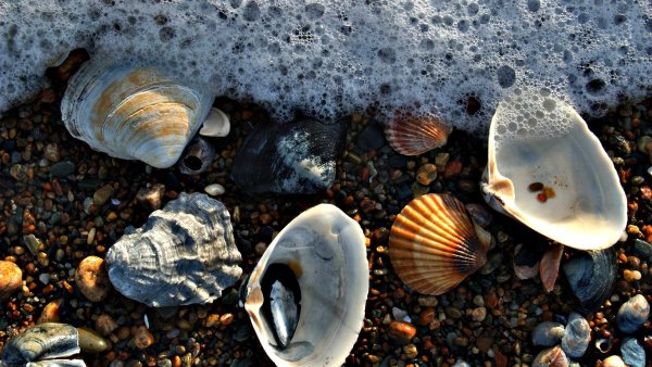 Двустворчатые моллюски черного моря