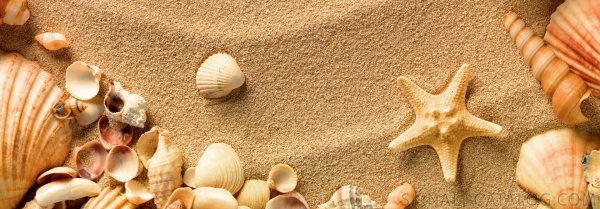 Ракушки морские